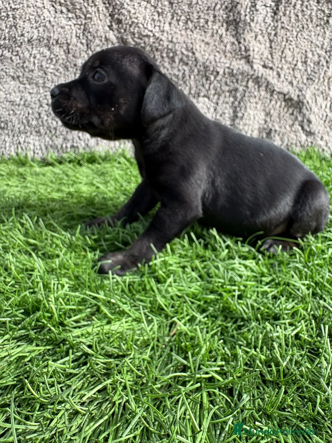 Staffordshire Bull Terrier perros en venta: Cachorro macho de Staffordshire Bull Terrier - Anuncio 11