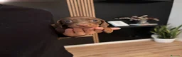 Teckel Miniatura perros en venta: teckel chocolate  - Anuncio 5