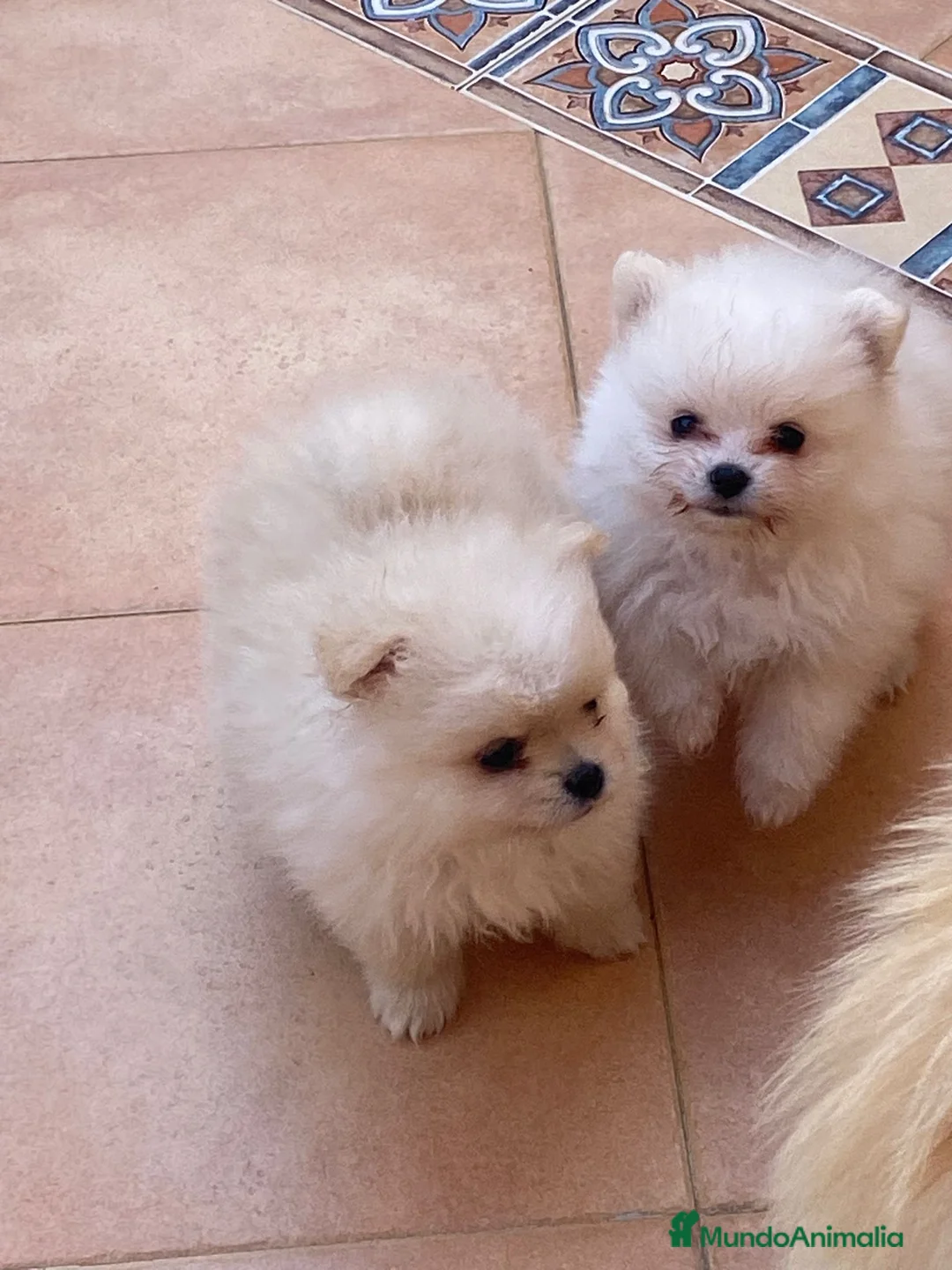 Pomerania perros en venta: Pomerania Toy macho  - Anuncio 1