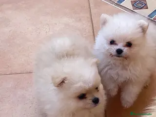 Pomerania perros Pomerania Toy macho - Anuncio 1