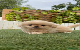 Pekinés perros en venta: PEKINES HEMBRA - Imagen 9
