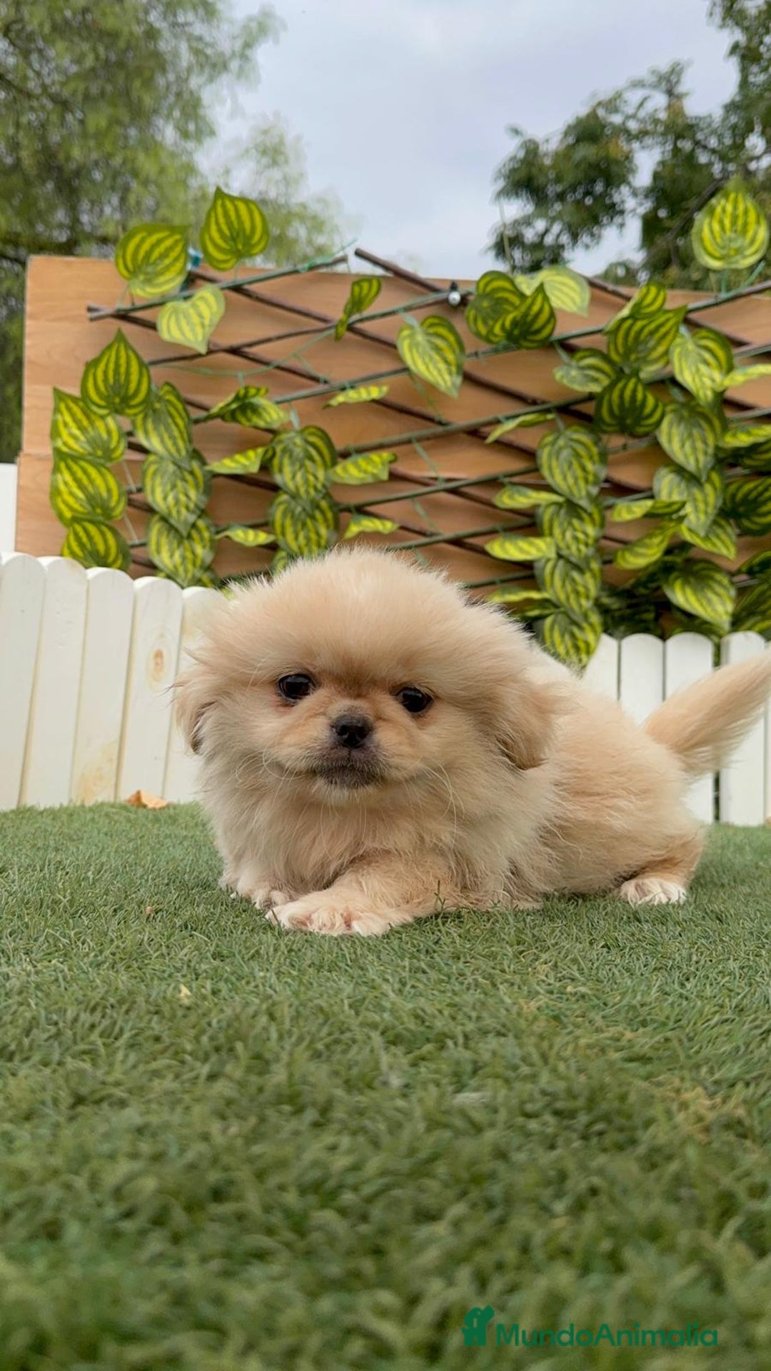 Pekinés perros en venta: PEKINES HEMBRA - Imagen 9