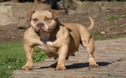 American Bully perros en venta: Cachorros de American Bully - Imagen 9