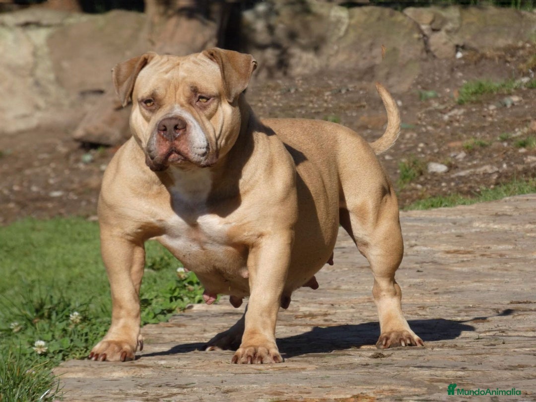 American Bully perros en venta: Cachorros de American Bully - Imagen 9