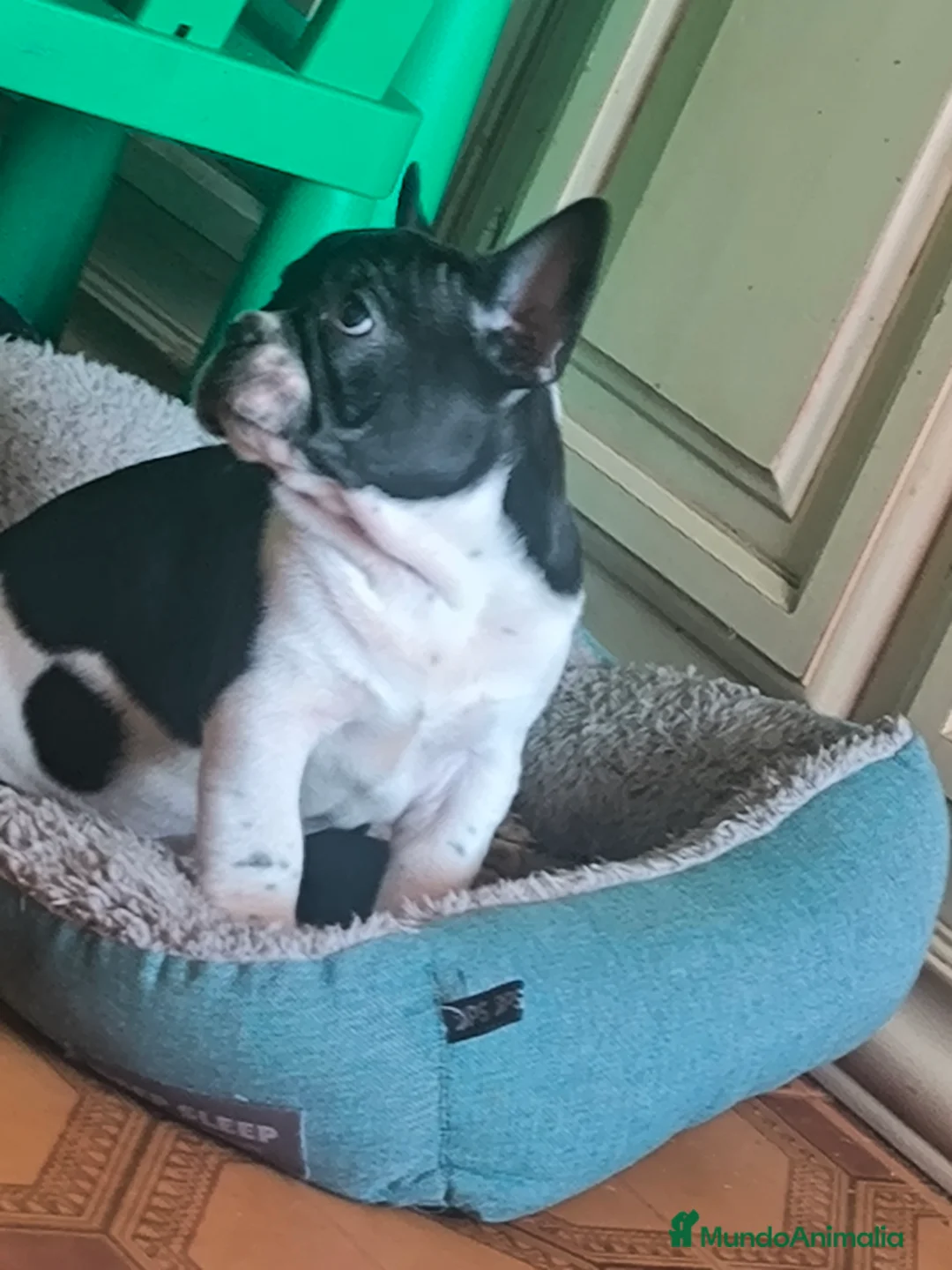 Bulldog Francés perros en venta: Último bulldog francés  - Anuncio 5