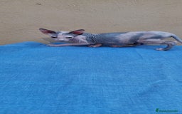 Sphynx gatos en venta: Preciosa hembrita lista para entregar  - Imagen 7