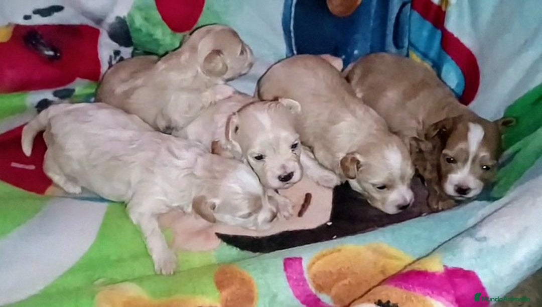 Maltipoo perros en venta: LINDA CAMADA DE HEMBRITAS MALTIPOOS - DESDE 800 € - Imagen 3