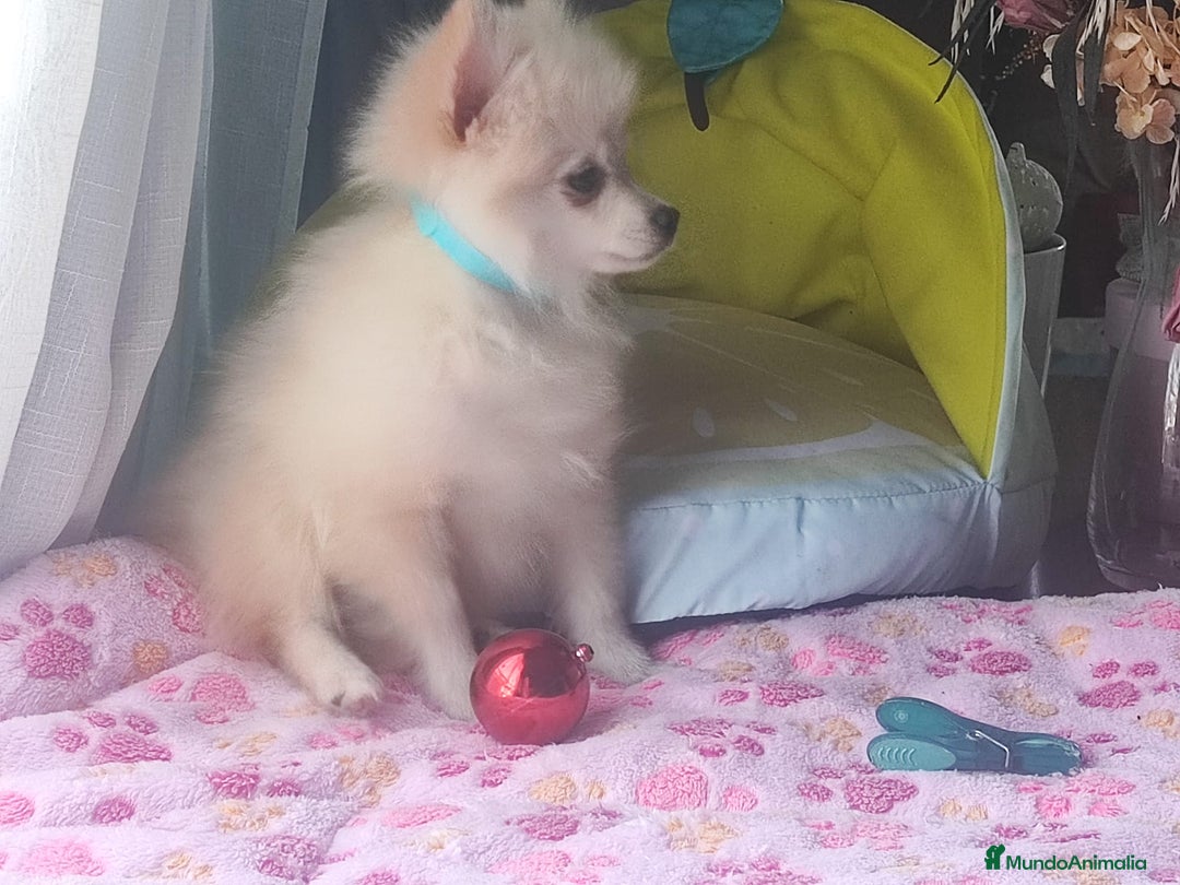 Pomerania perros en venta: Pomerania  - Imagen 3