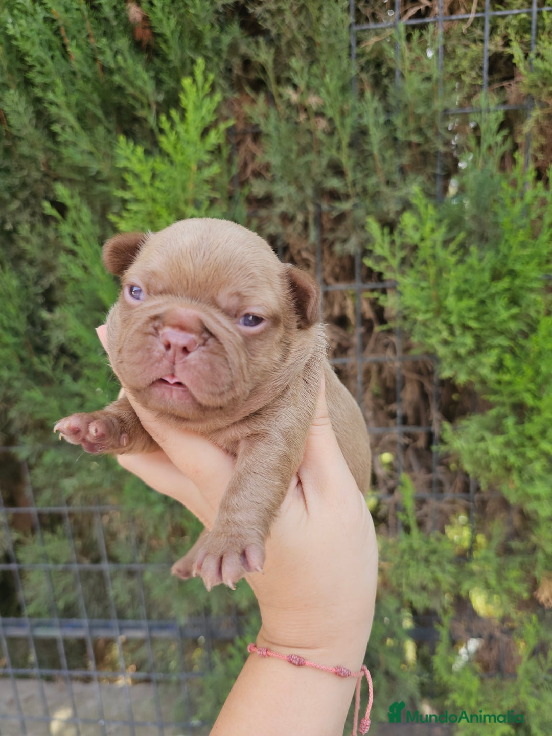 Bulldog Francés perros en venta: Bulldog francés chocolate  - Imagen 4
