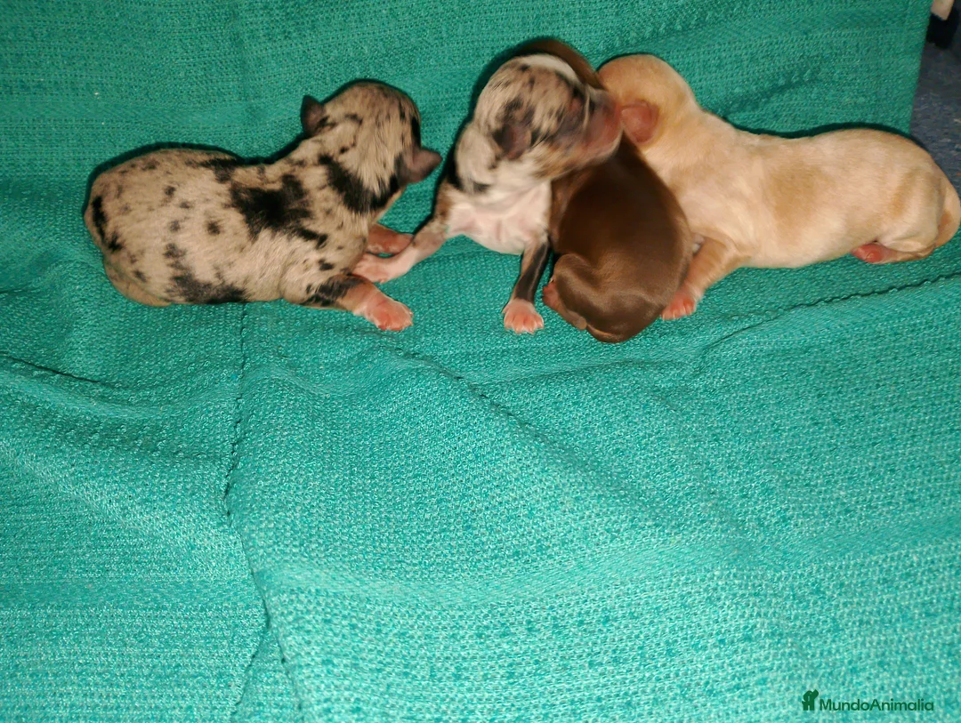 Chihuahua perros en venta: Chihuahua pelo semilargo y corto cabeza cerbato - Anuncio 6