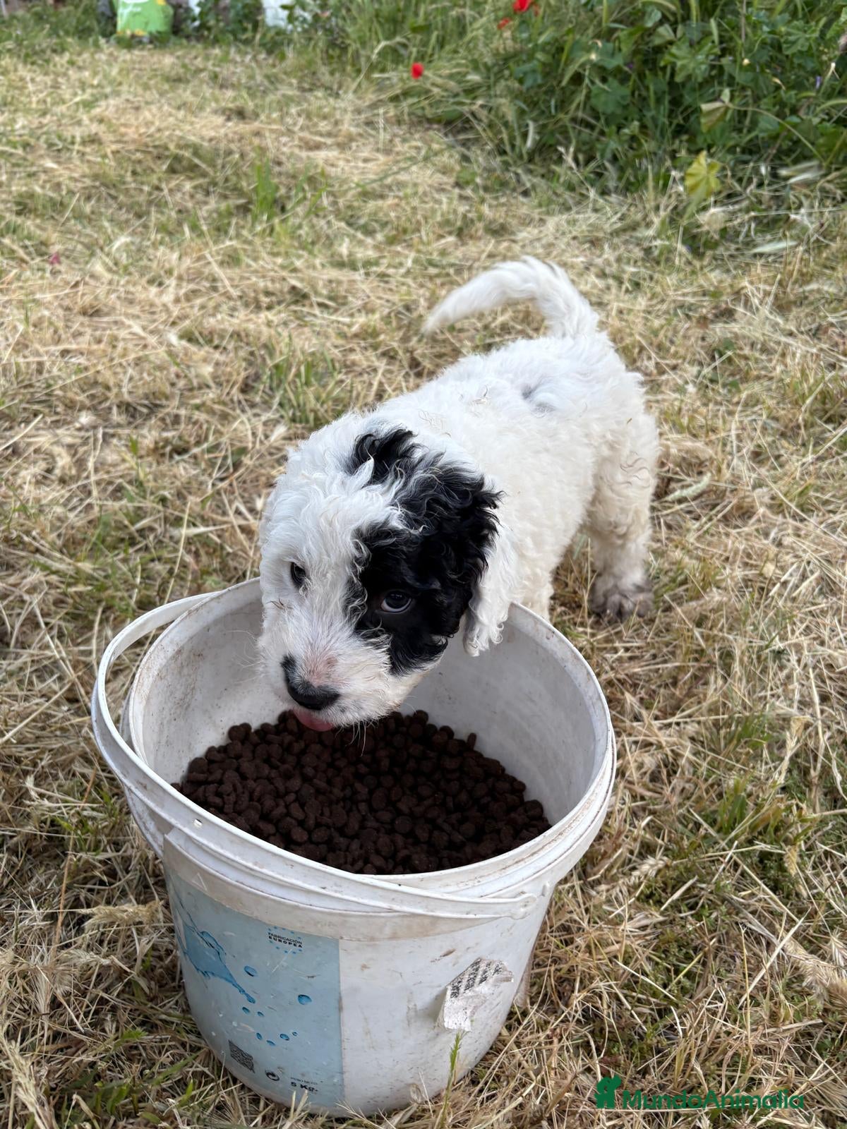 Perro de Agua Español perros PERROS DE AGUA ESPAÑOL - Anuncio 3