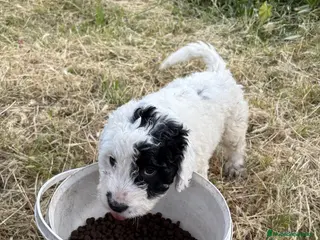 Perro de Agua Español perros PERROS DE AGUA ESPAÑOL - Anuncio 3