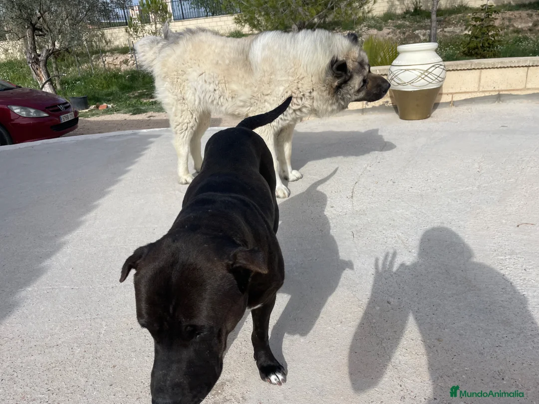 Raza Mixta perros en venta: Cachorras Bandog en venta – 50€ – Sax (Alicante) en Alicante - Anuncio 8