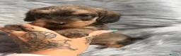 Teckel Miniatura perros en venta: Teckel pelo duro  - Anuncio 16
