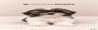 Shih Tzu 1