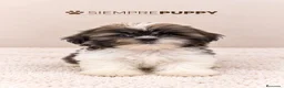 Shih Tzu perros en venta: CACHORRITO SHIH TZU TOY - Anuncio 2