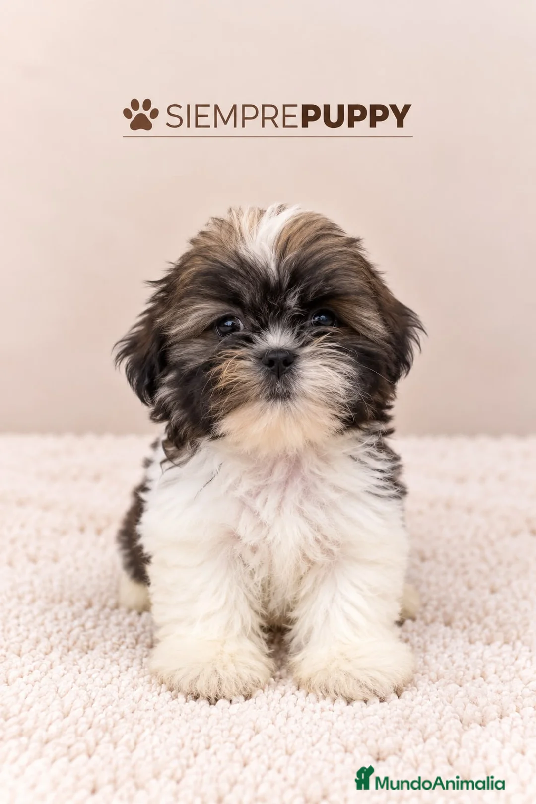 Shih Tzu perros en venta: CACHORRITO SHIH TZU TOY - Anuncio 2