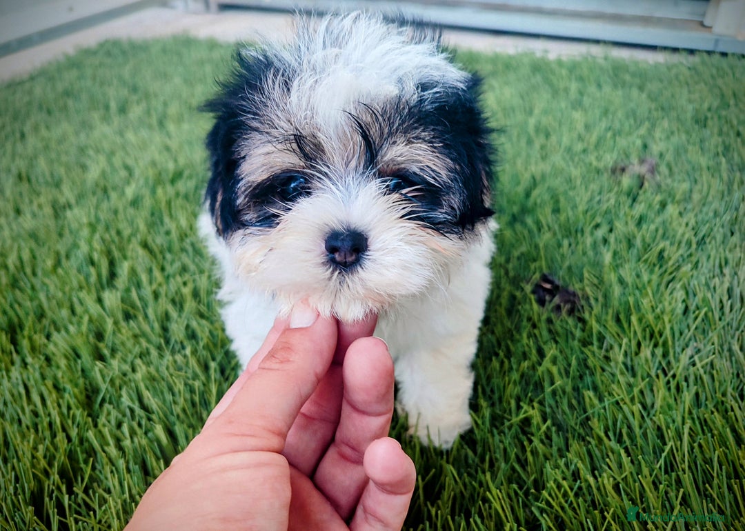 Raza Mixta perros en venta: Espectacular Cachorra malvi - Imagen 10