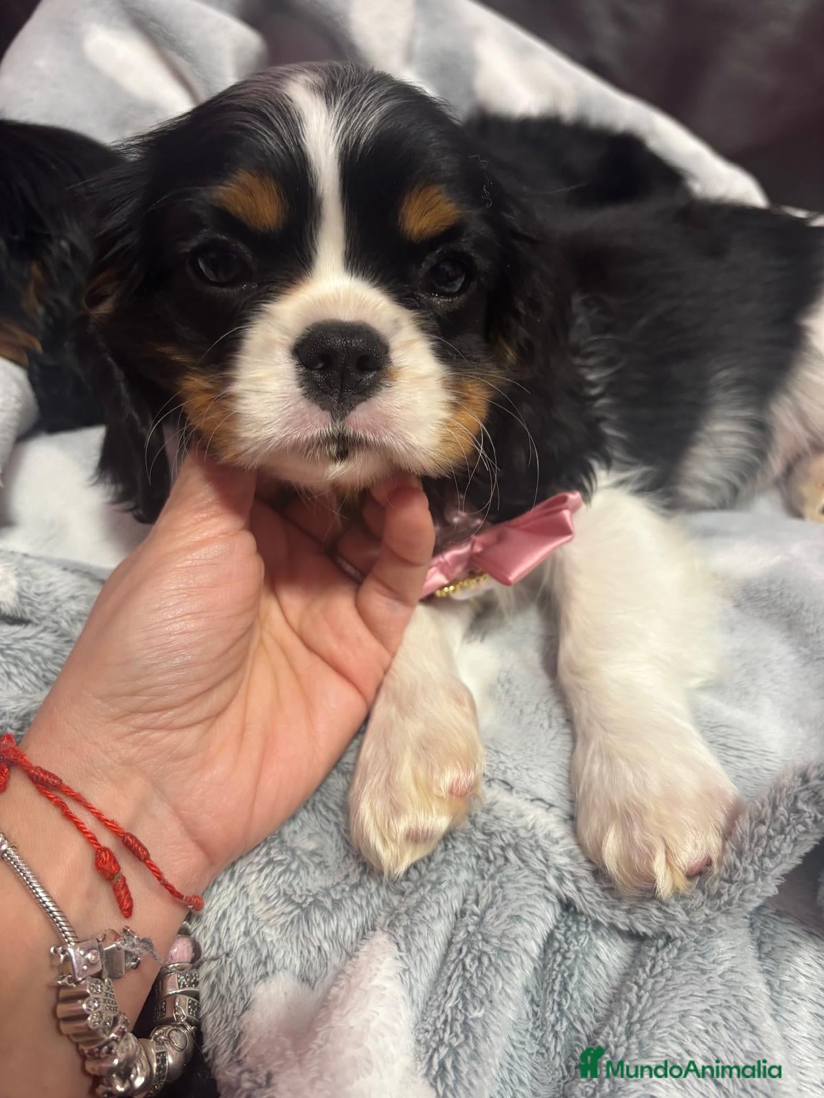 Cavalier King Charles Spaniel perros Cachorros Cavalier King Charles de alta calidad - Anuncio 1