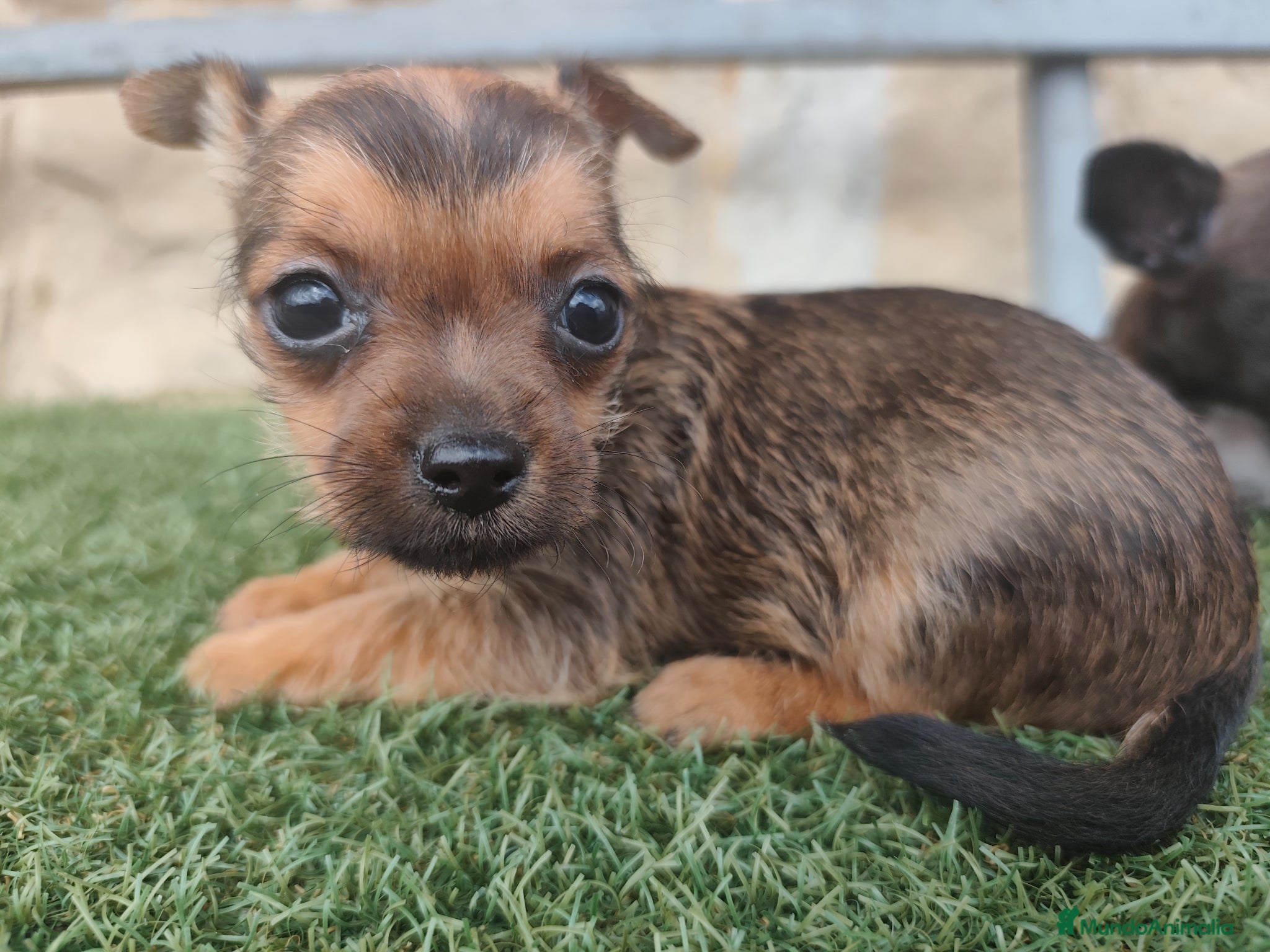 Raza Mixta perros Chorkie disponibles  - Anuncio 1