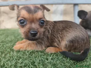 Raza Mixta perros Chorkie disponibles - Anuncio 1