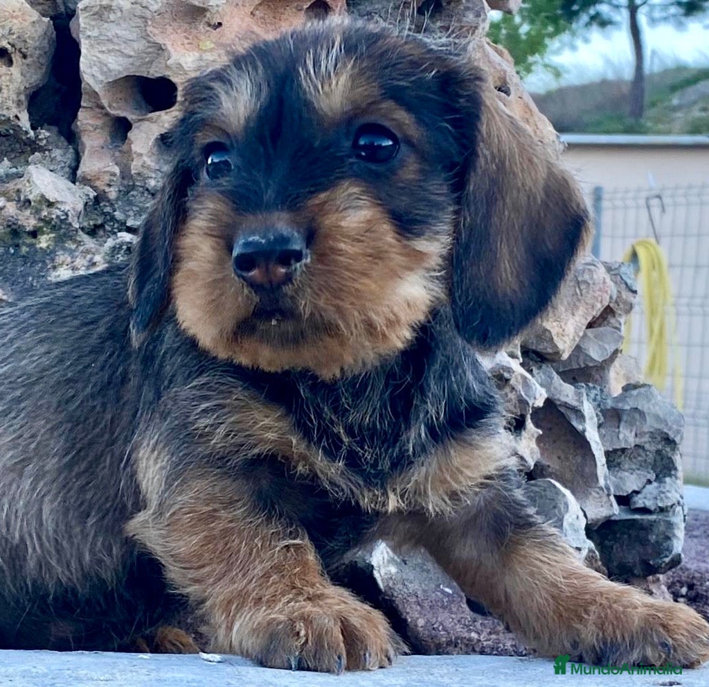 Teckel perros Teckel de pelo largo  - Anuncio 1