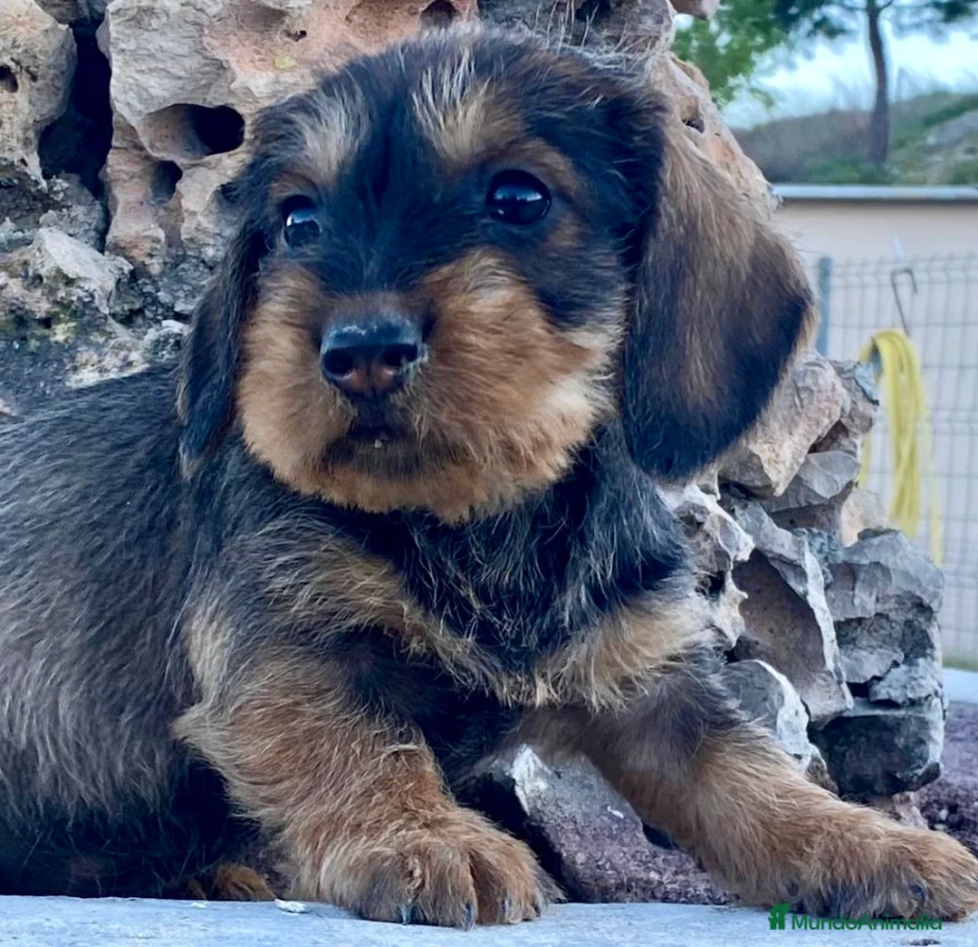 Teckel perros en venta: Teckel de pelo duro - Anuncio 1