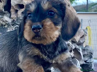 Teckel perros Teckel de pelo largo - Anuncio 1