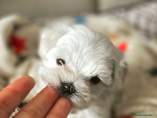Bichón Maltés perros en Barcelona - Anuncio 23