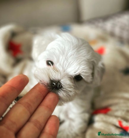Bichón Maltés perros en Barcelona - Anuncio 14