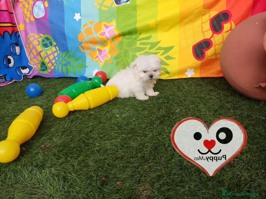 Bichón Maltés perros en venta: Bichón maltes  - Anuncio 2