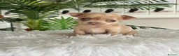 Chihuahua perros en venta: CHIHUAHUA MERLE MACHO - Anuncio 6