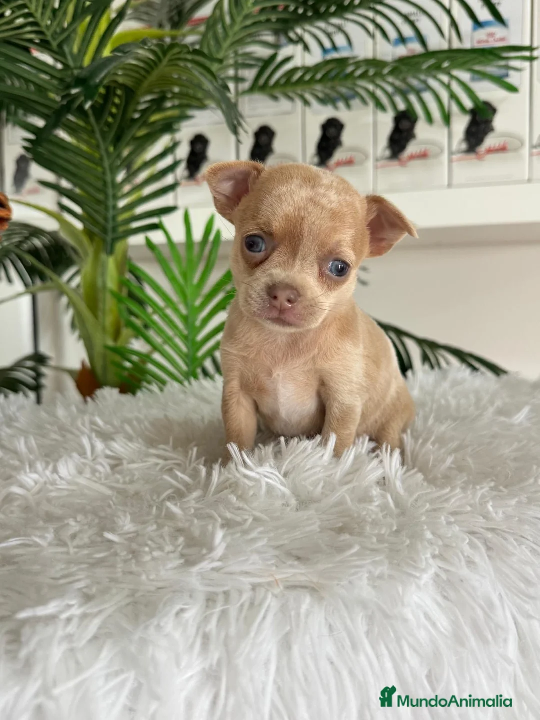 Chihuahua perros en venta: CHIHUAHUA MERLE MACHO - Anuncio 6