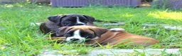 Boxer perros en venta: Cachorros boxer de alta selección  - Anuncio 7