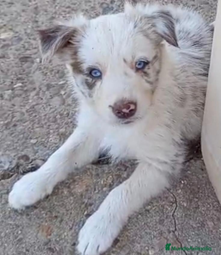 Border Collie perros Border collies - Anuncio 1