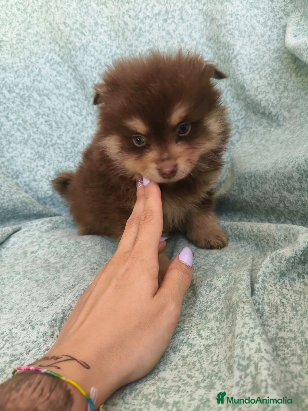Pomerania perros en venta: Pomerania - Anuncio 2