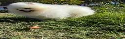Pomerania perros en venta: Pomerania Toy (lulu de Pomerania ) - Anuncio 3