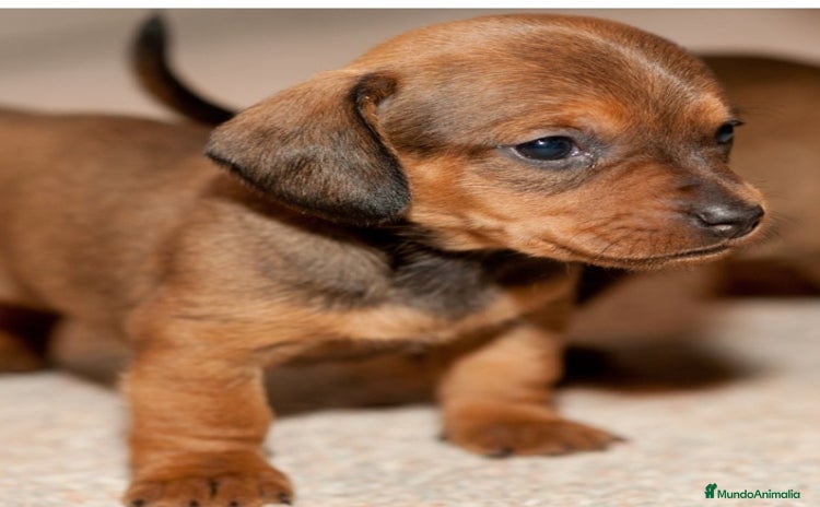 Teckel Miniatura perros - Anuncio 1