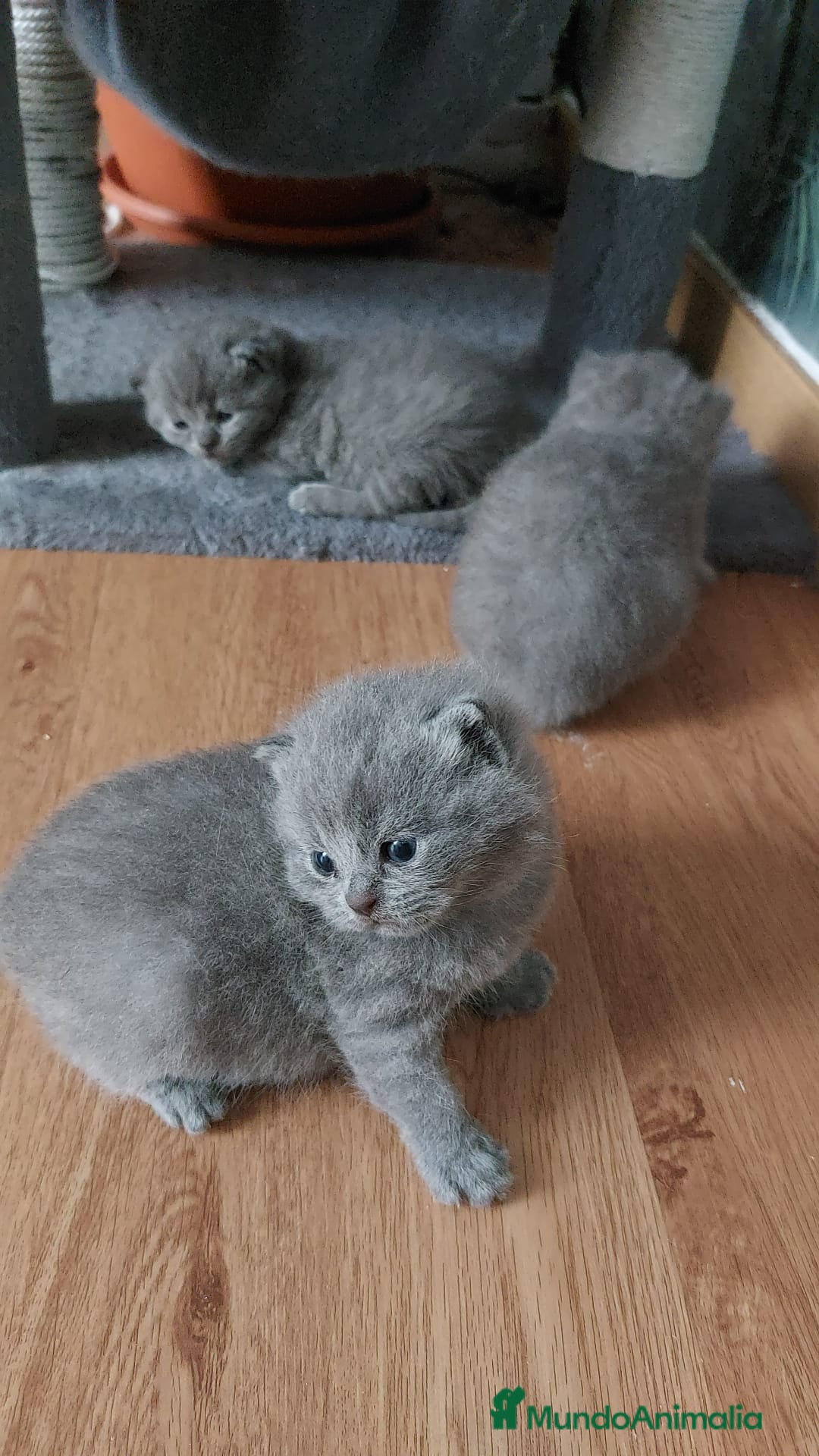 Británico de Pelo Corto Azul gatos en venta: BRITISH PURA RAZA. CALIDAD Y SELECCIÓN  - Imagen 2