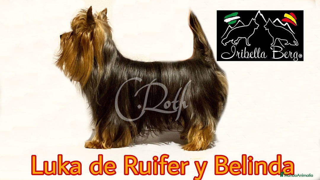 Yorkshire Terrier perros en venta: Yorkshire  - Imagen 14