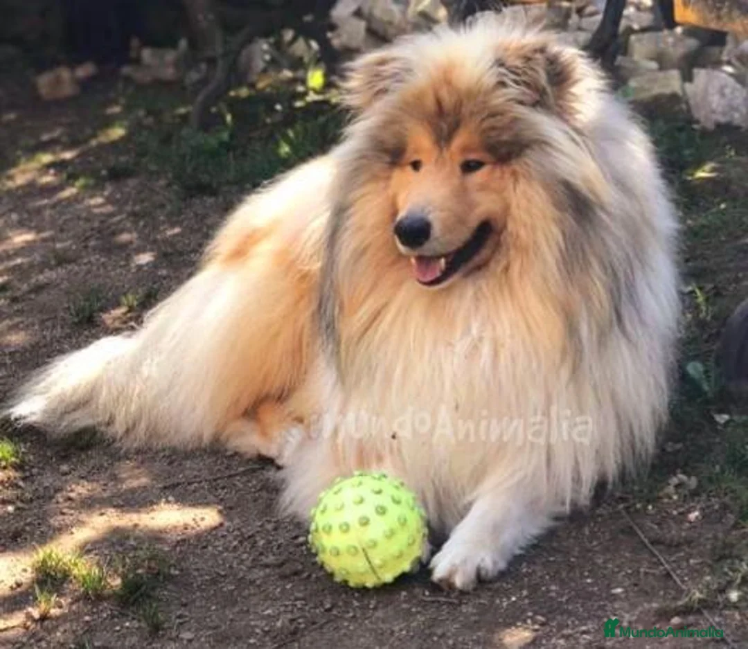 Imagen de galería {{count}}