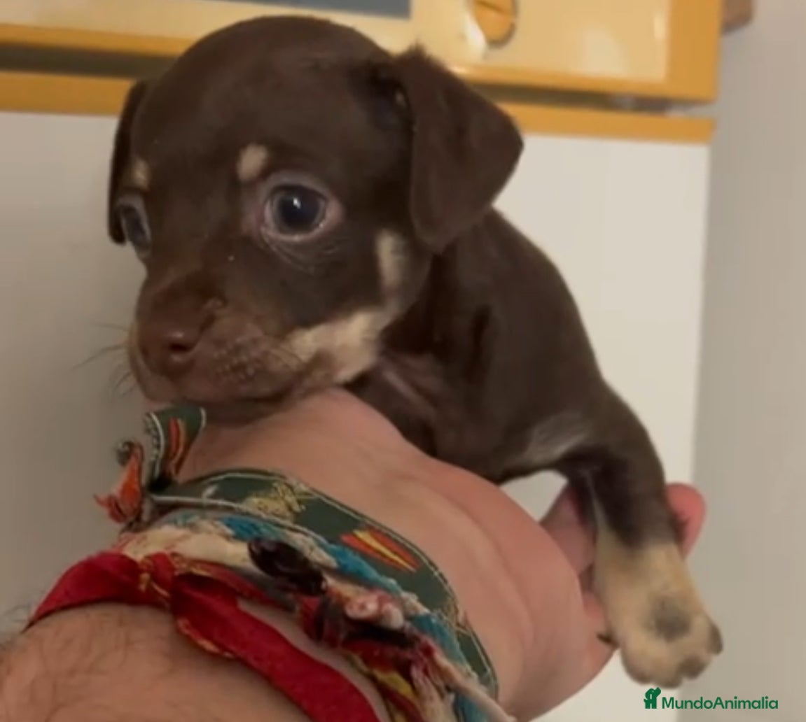 Pomerania perros Pomerania macho  - Anuncio 9