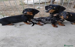 Teckel perros en venta: Cachorros teckel  - Imagen 2
