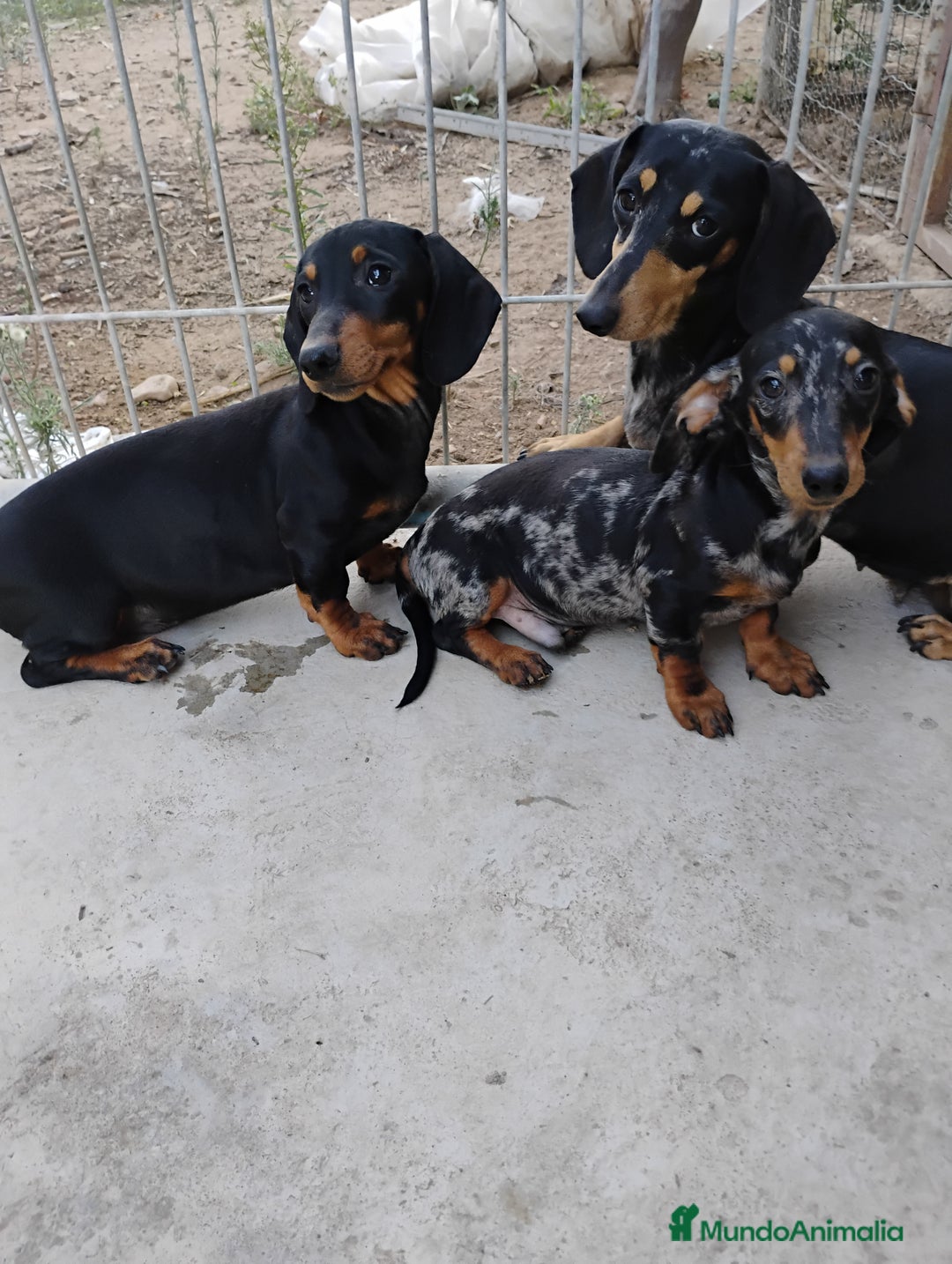 Teckel perros en venta: Cachorros teckel  - Imagen 2