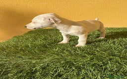 Jack Russell Terrier perros en venta: Hembra Jack Russell Terrier ojo azul pata corta  - Imagen 13