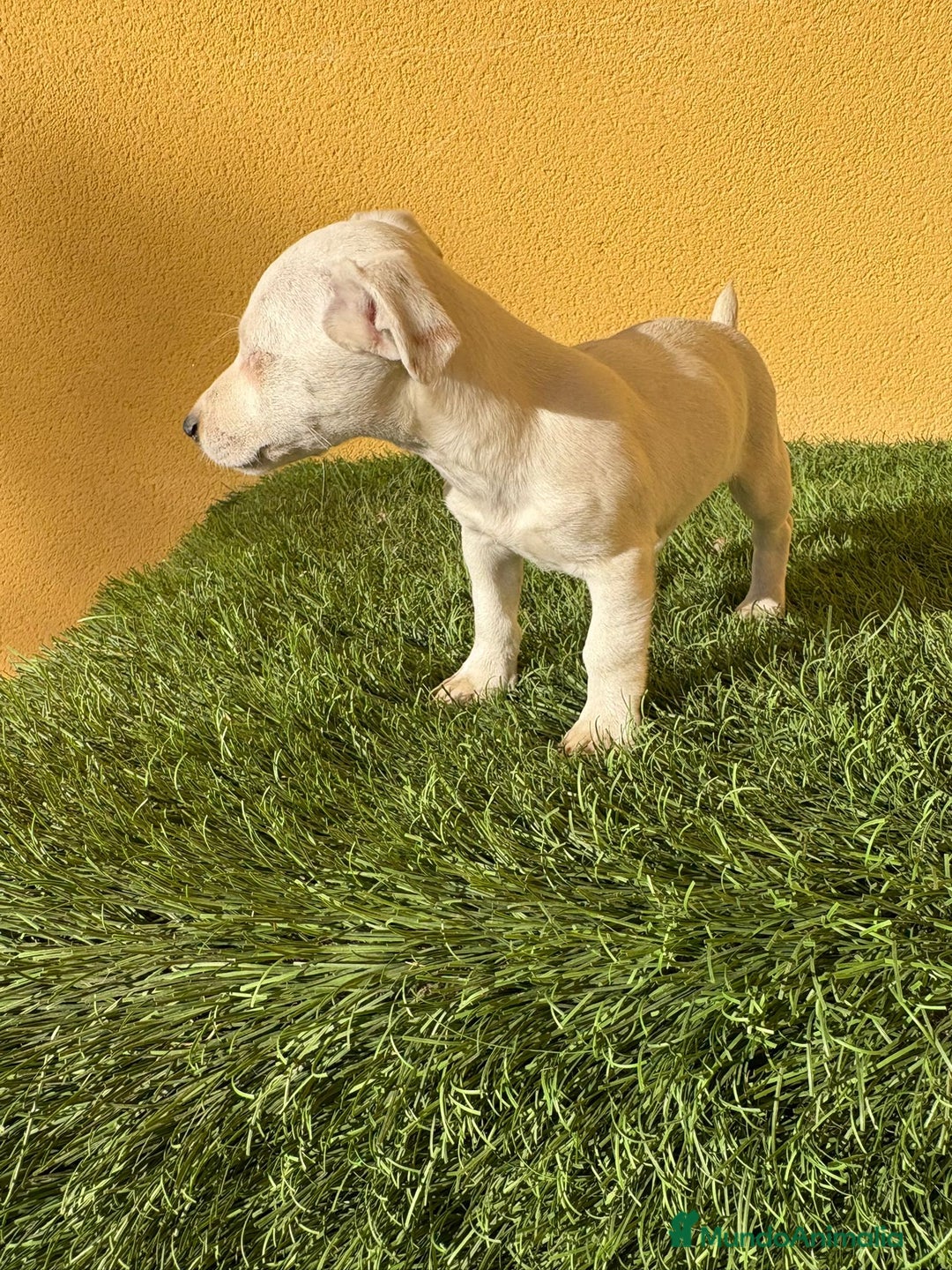 Jack Russell Terrier perros en venta: Hembra Jack Russell Terrier ojo azul pata corta  - Imagen 13