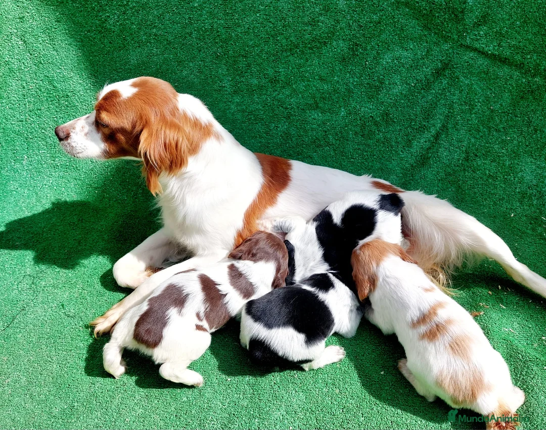 Épagneul Breton perros en venta: Spaniel Bretón  - Anuncio 2