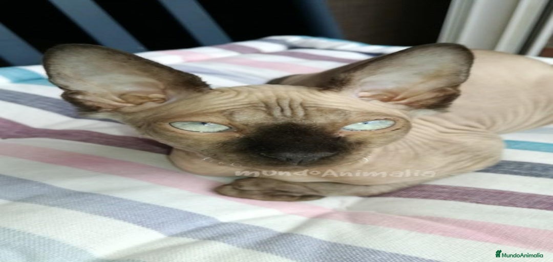 Imagen de galería {{count}}