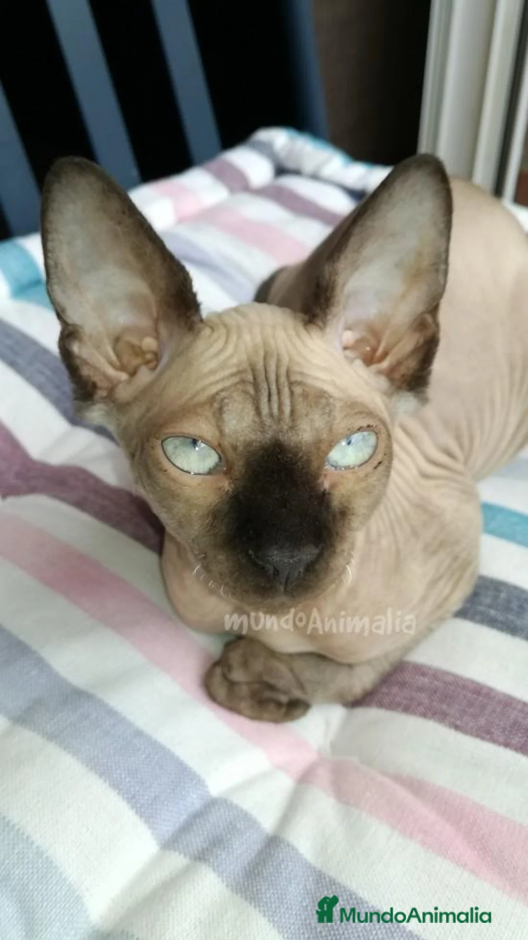 Imagen de galería {{count}}