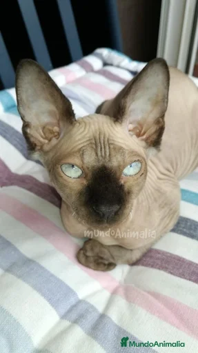 Imagen de galería {{count}}